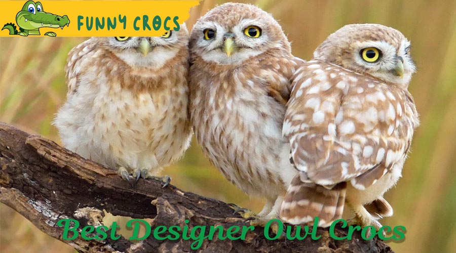 12 Best Designer Owl Crocs