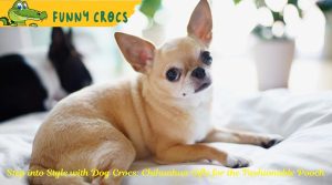 Step into Style with Dog Crocs: Chihuahua Gifts for the Fashionable Pooch
