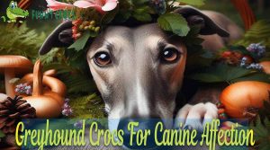 Greyhound Crocs For Canine Affection